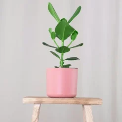 Autografplante - Sæt med 4 - Clusia rosea 'Princess' - Højde 25-35cm - ⌀12cm