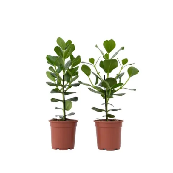 Autografplante - Sæt med 2 - Clusia rosea 'Princess' - Højde 50-60cm - ⌀17cm