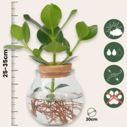Autografplante i glas - Clusia rosea 'Princess' - Højde 25-35cm - ⌀20cm