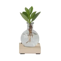 Autografplante i glas - Clusia rosea 'Princess' - Højde 15-20cm - ⌀8cm