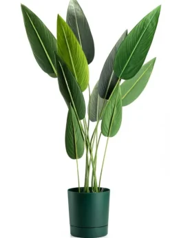 Azalea avocadogryde med underkop 22 cm