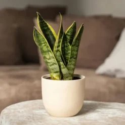 Bajonetplante - Sanseviera trifasciata 'Futura Superba' - Højde 35-40cm - ⌀12cm