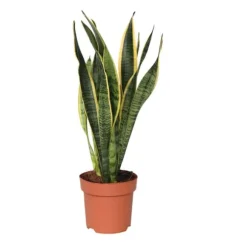 Bajonetplante - Sansevieria trifasciata Laurentii - Højde 40-50cm - ⌀14cm