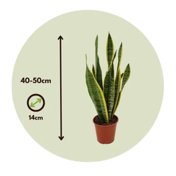Bajonetplante - Sansevieria trifasciata Laurentii - Højde 40-50cm - ⌀14cm