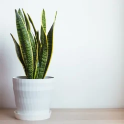 Bajonetplante - Sansevieria trifasciata Laurentii - Højde 40-50cm - ⌀14cm