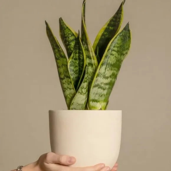 Bajonetplante - Sansevieria trifasciata Laurentii - Højde 40-50cm - ⌀14cm