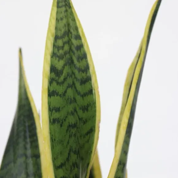 Bajonetplante - Sansevieria trifasciata Laurentii - Højde 40-50cm - ⌀14cm