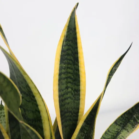 Bajonetplante - Sansevieria trifasciata Laurentii - Højde 40-50cm - ⌀14cm