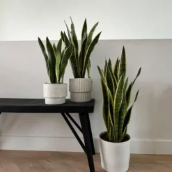 Bajonetplante - Sansevieria trifasciata Laurentii - Højde 65-75cm - ⌀21cm