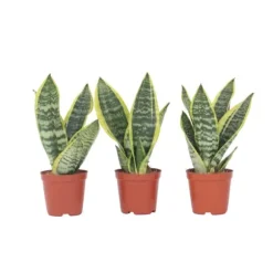 Bajonetplante - Sæt med 3 - Sansevieria 'Futura Superba' - Højde 35-40cm - ⌀12cm