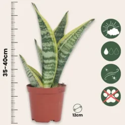 Bajonetplante - Sæt med 2 - Sansevieria 'Futura Superba' - Højde 35-40cm - ⌀12cm