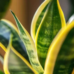 Bajonetplante - Sæt med 2 - Sansevieria 'Futura Superba' - Højde 35-40cm - ⌀12cm