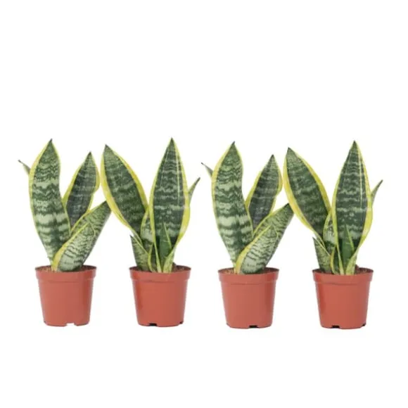 Bajonetplante - Sæt med 4 - Sansevieria 'Futura Superba' - Højde 35-40cm - ⌀12cm