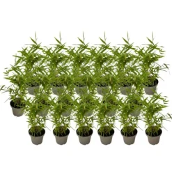 Bambus - 18 stk - Fargesia nitida 'Black Dragon' - Højde 25-40cm - ⌀14cm