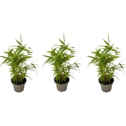Bambus - 3 stk - Fargesia nitida 'Black Dragon' - Højde 25-40cm - ⌀14cm