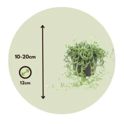 Bananer på snor - Senecio radicans - Højde 10-20cm - ⌀12cm