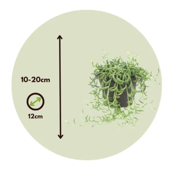 Bananer på snor - Senecio radicans - Højde 10-20cm - ⌀12cm