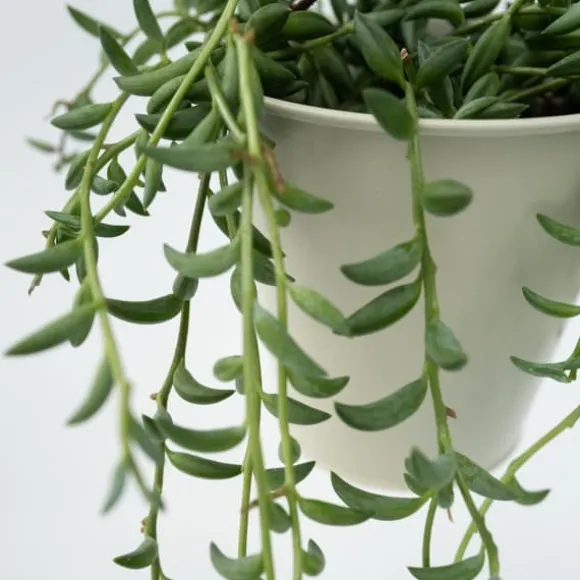 Bananer på snor - Senecio radicans - Højde 10-20cm - ⌀12cm