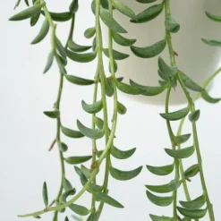 Bananer på snor - Senecio radicans - Højde 10-20cm - ⌀12cm