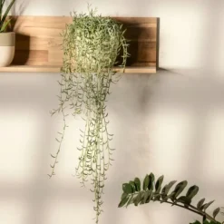 Bananer på snor - Sæt med 2 - Senecio radicans - Højde 10-20cm - ⌀12cm
