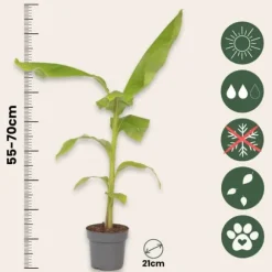 Bananpalme - Musa basjoo - Højde 55-70cm - ⌀21cm