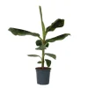 Bananpalme - Musa 'Dwarf Cavendish' - Højde 90-100cm - ⌀21cm