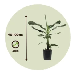 Bananpalme - Musa 'Dwarf Cavendish' - Højde 90-100cm - ⌀21cm
