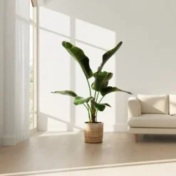 Bananpalme - Musa 'Dwarf Cavendish' - Højde 90-100cm - ⌀21cm