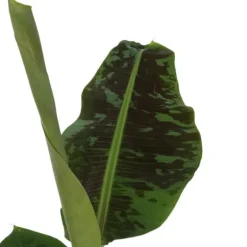 Bananpalme - Musa 'Dwarf Cavendish' - Højde 90-100cm - ⌀21cm