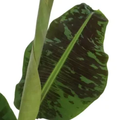 Bananpalme - Musa 'Dwarf Cavendish' - Højde 90-100cm - ⌀21cm