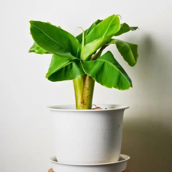 Bananpalme - Sæt med 2 - Musa basjoo - Højde 25-40cm - ⌀9cm