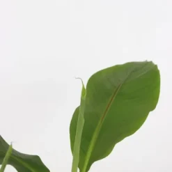 Bananpalme - Sæt med 2 - Musa basjoo - Højde 25-40cm - ⌀9cm