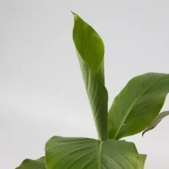 Bananpalme - Sæt med 2 - Musa basjoo - Højde 25-40cm - ⌀9cm