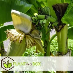 Bananpalme - Sæt med 2 - Musa basjoo - Højde 25-40cm - ⌀9cm