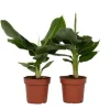 Bananpalme - Sæt med 2 - Musa 'Oriental Dwarf' - Højde 25-40cm - ⌀12cm