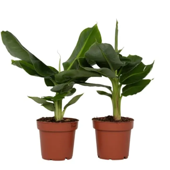 Bananpalme - Sæt med 2 - Musa 'Oriental Dwarf' - Højde 25-40cm - ⌀12cm
