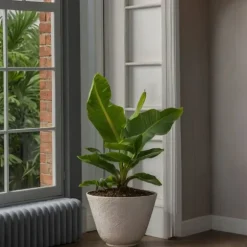 Bananpalme - Sæt med 2 - Musa 'Oriental Dwarf' - Højde 25-40cm - ⌀12cm