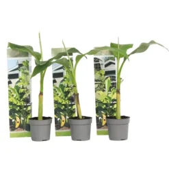 Bananpalme - Sæt med 3 - Musa basjoo - Højde 25-40cm - ⌀9cm