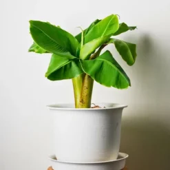 Bananpalme - Sæt med 3 - Musa basjoo - Højde 25-40cm - ⌀9cm