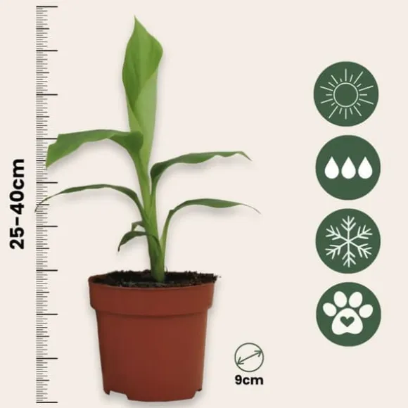 Bananpalme - Sæt med 4 - Musa basjoo - Højde 25-40cm - ⌀9cm