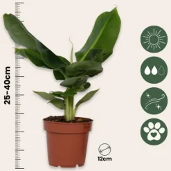 Bananpalme - Sæt med 4 - Musa 'Oriental Dwarf' - Højde 25-40cm - ⌀12cm