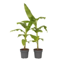 Bananpalme - Sæt med 2 - Musa basjoo - Højde 55-70cm - ⌀21cm