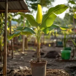 Bananpalme - Sæt med 2 - Musa basjoo - Højde 55-70cm - ⌀21cm