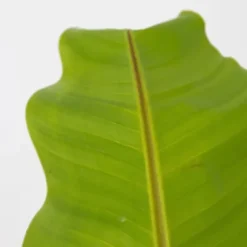 Bananpalme - Sæt med 2 - Musa basjoo - Højde 55-70cm - ⌀21cm