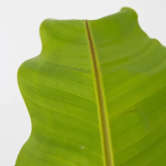 Bananpalme - Sæt med 2 - Musa basjoo - Højde 55-70cm - ⌀21cm