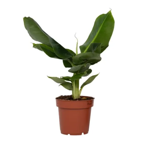 Bananplante - Musa 'Oriental Dwarf' - Højde 25-40cm - Pot 12cm