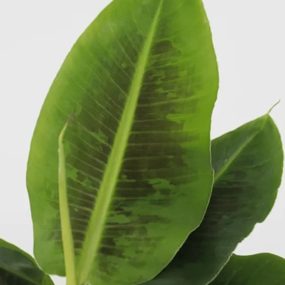 Bananplante - Musa 'Oriental Dwarf' - Højde 25-40cm - Pot 12cm