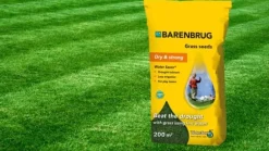 Barenbrug græs VANDBESPARENDE 1 KG INGEN VANDNING LAKRET FRØ