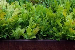 BIOVITA BREGNESUBSTRAT 5L