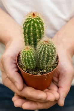 BIOVITA JORD TIL KAKTUS OG SUKKULENER 5L